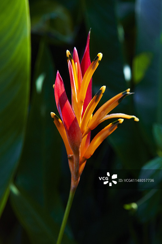 鹦鹉赫蕉或草莓奶油图片素材