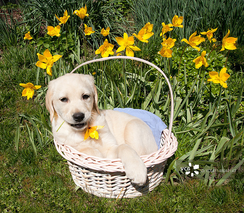 坐在篮子里的金毛寻回犬幼犬图片素材