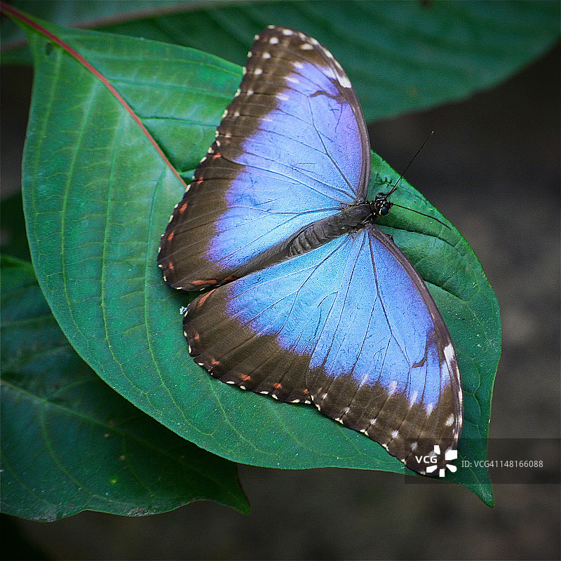 蓝色莫尔福蝴蝶图片素材