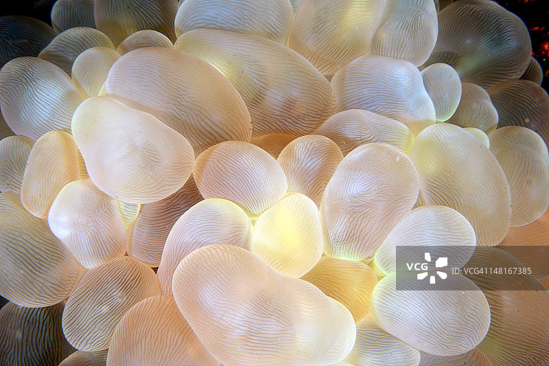 气泡珊瑚图片素材