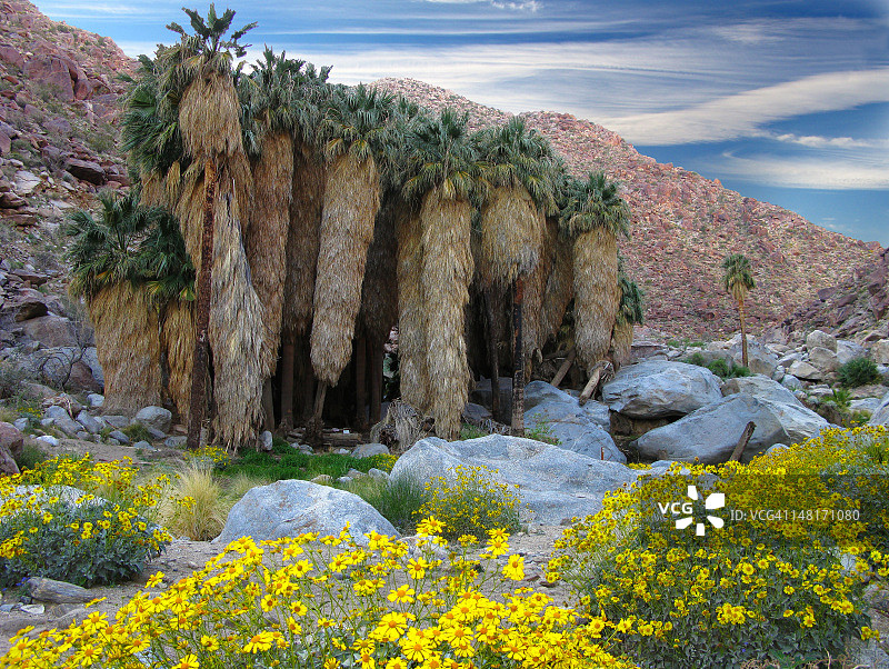 安扎-博雷戈沙漠州立公园的博雷戈棕榈峡谷图片素材