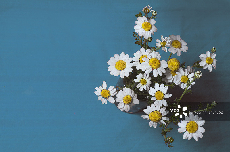花瓶里的洋甘菊图片素材