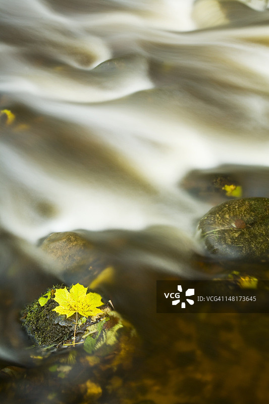 小溪中的黄色枫叶图片素材