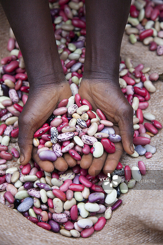 手捧豆子的布隆迪男孩图片素材