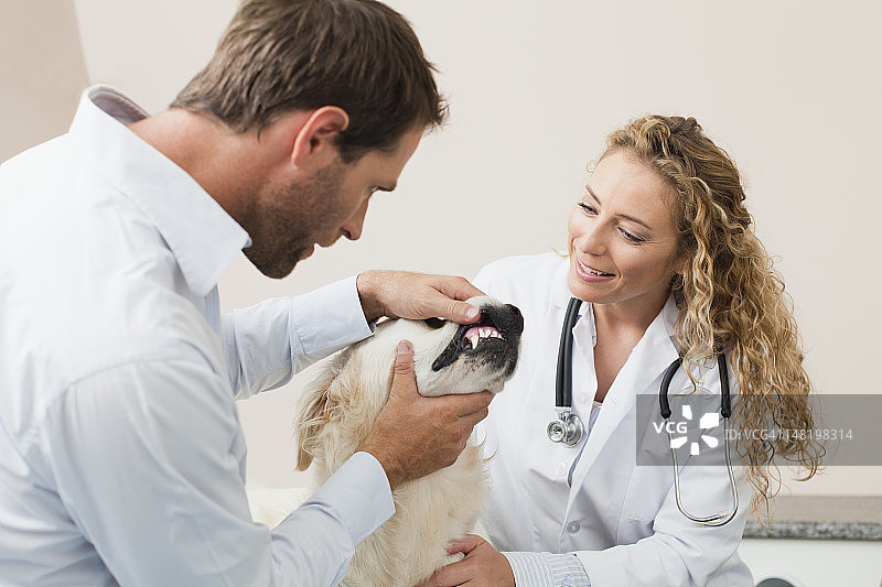 兽医在办公室检查狗图片素材