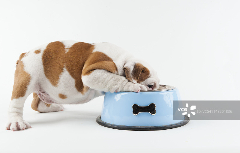 白色背景上，斗牛犬幼犬在狗碗里吃东西图片素材