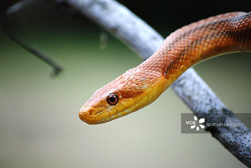 老鼠和蛇图片素材