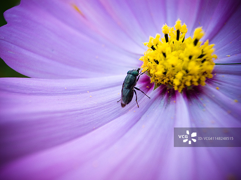 宇宙花上的昆虫图片素材