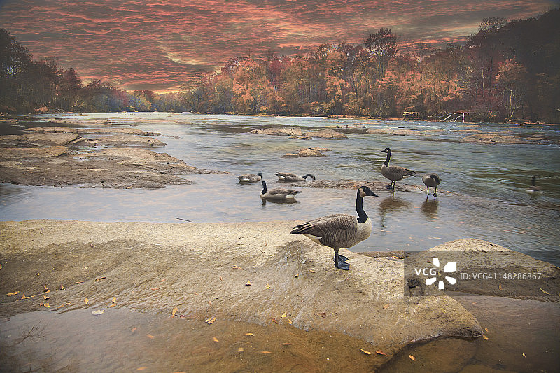 河上的加拿大雁图片素材