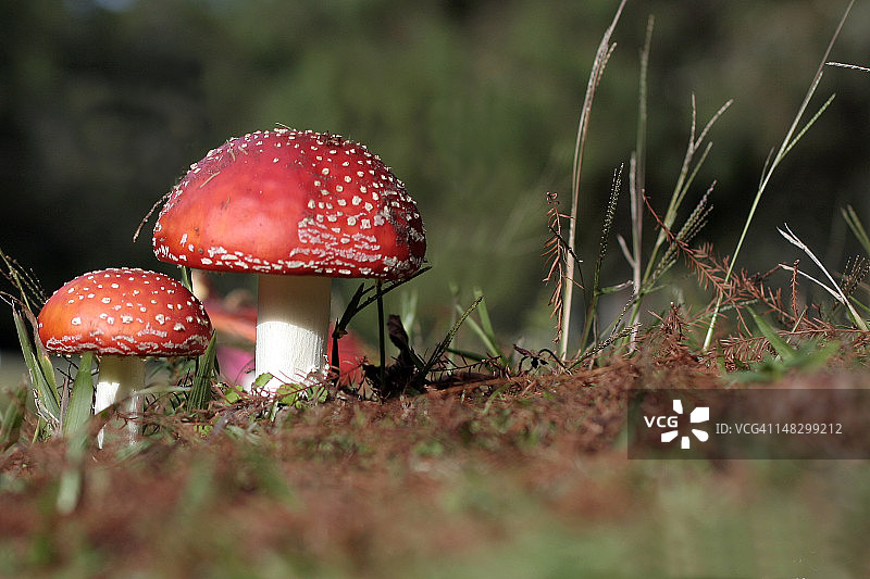 小蘑菇图片素材