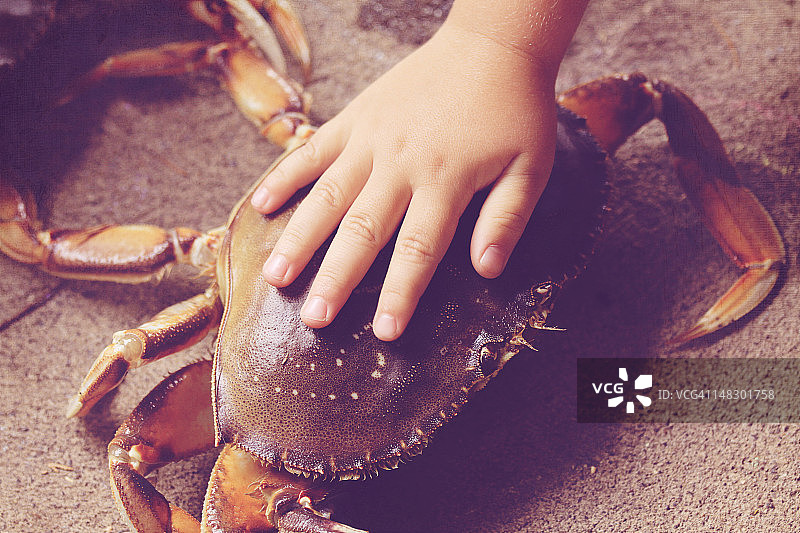 手触摸螃蟹图片素材