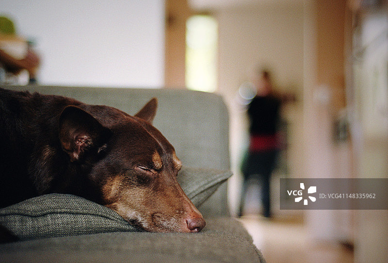 小狗躺在公寓沙发上图片素材