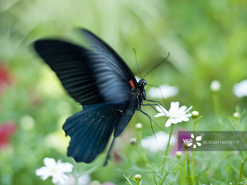 漂亮的摩门凤蝶图片素材