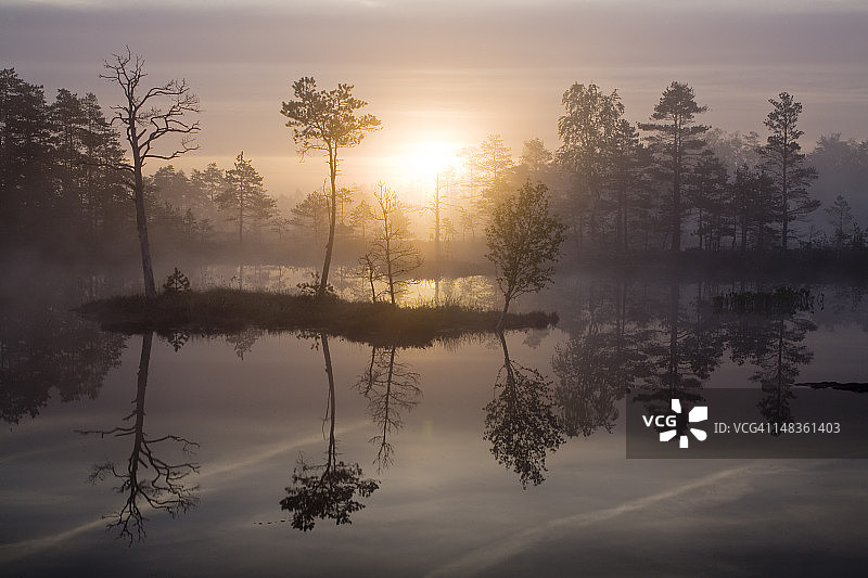 日出时沼泽地的晨雾图片素材