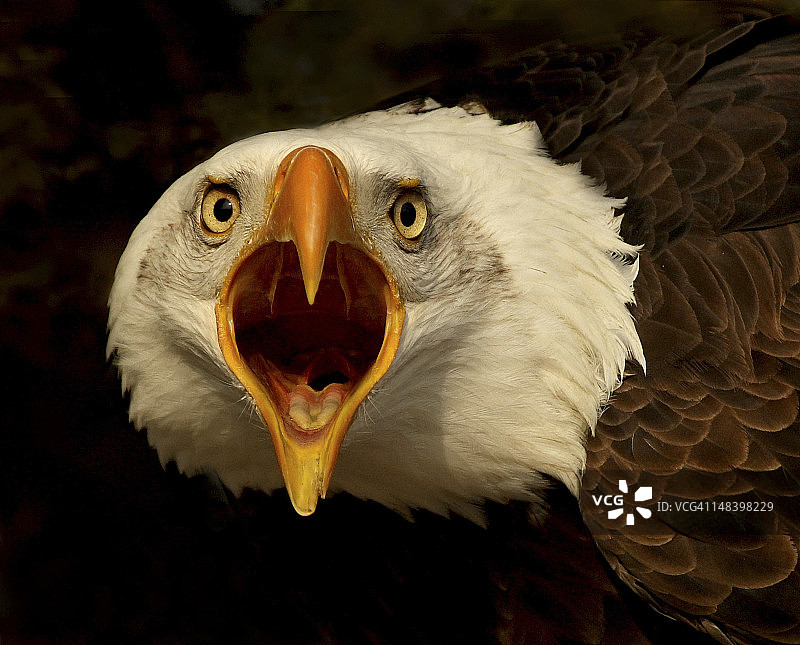 尖叫的鹰图片素材
