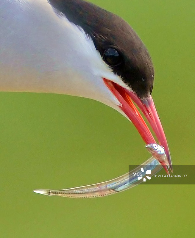 北极燕鸥图片素材