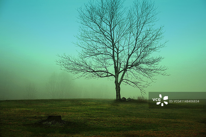 孤独的树图片素材