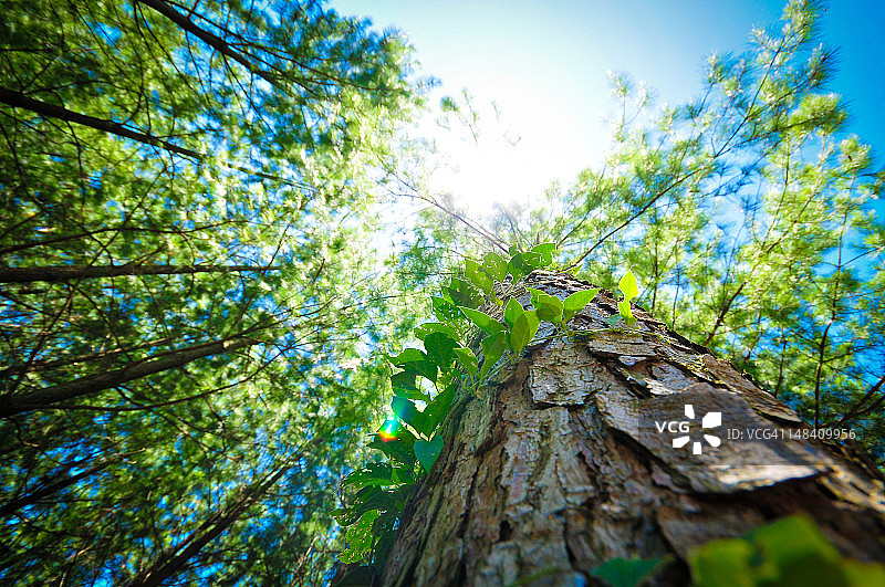 重新造林图片素材