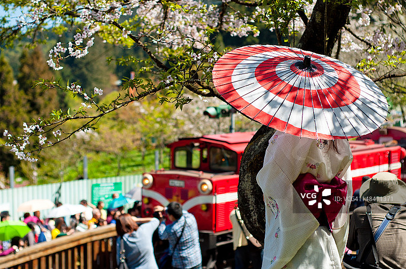 阿里山樱花图片素材
