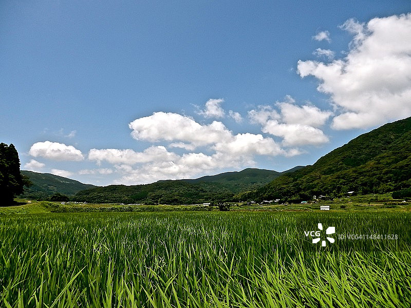 稻田图片素材