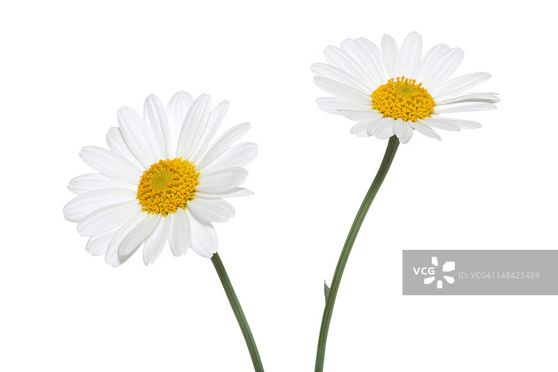 白色背景上的雏菊图片素材