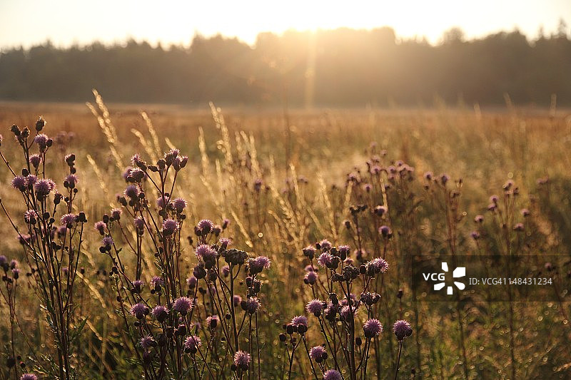 瑞典沼泽日出图片素材