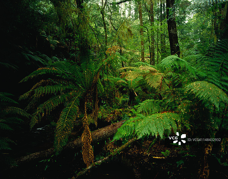 热带雨林中的蕨类植物图片素材