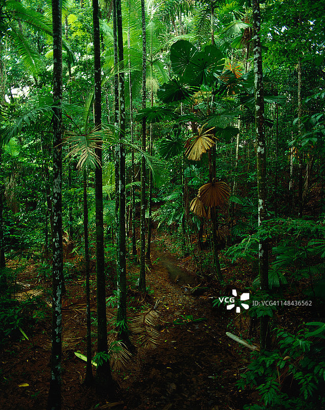 苦难角热带雨林中的扇形棕榈树图片素材