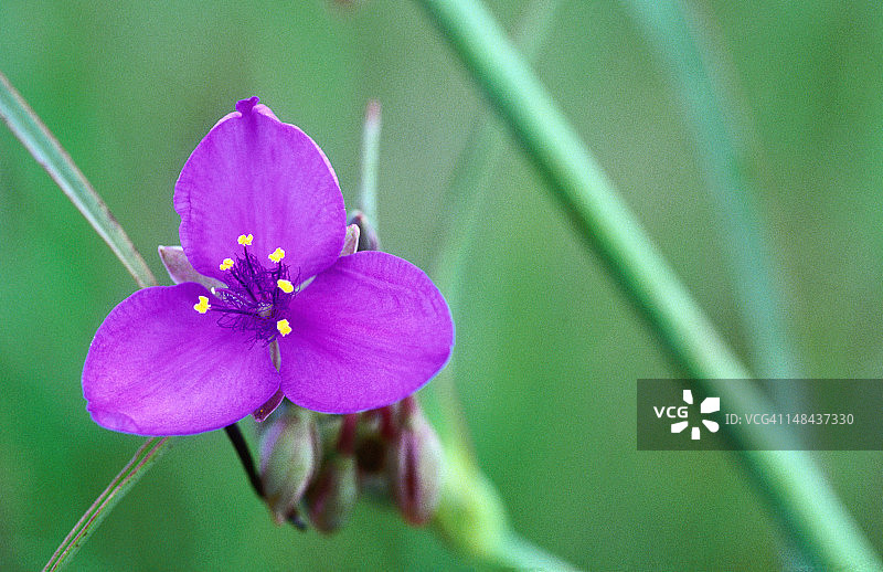 紫露草野花，高草草原保护区图片素材