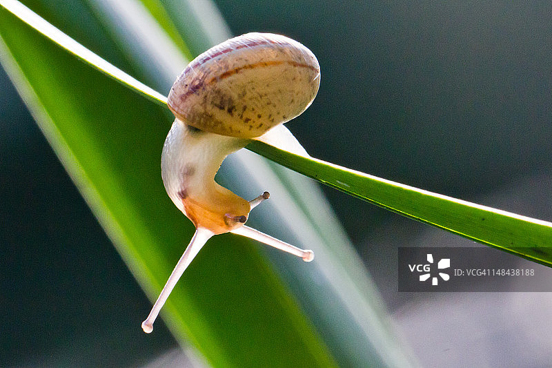 蜗牛杂技图片素材