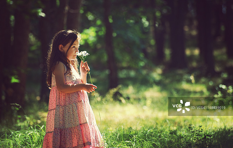 森林中的阳光图片素材