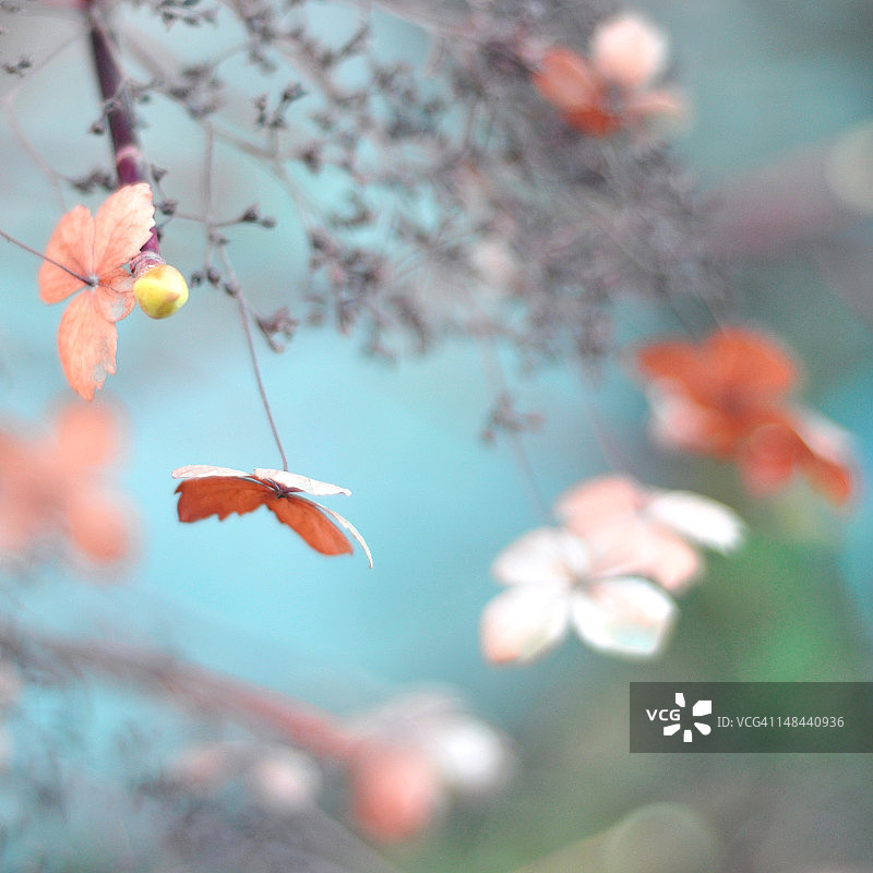 鲑鱼粉色的干花图片素材