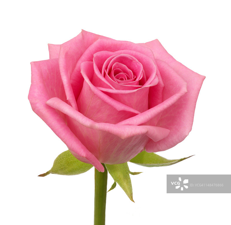 淡粉色杂交香玫瑰特写图片素材