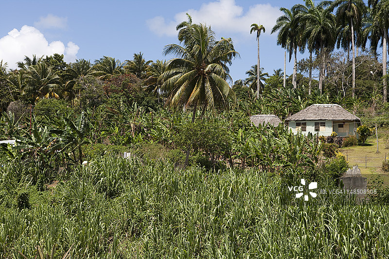 房屋与茂盛植被图片素材