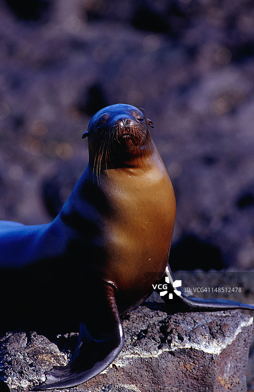 加拉帕戈斯海狮图片素材
