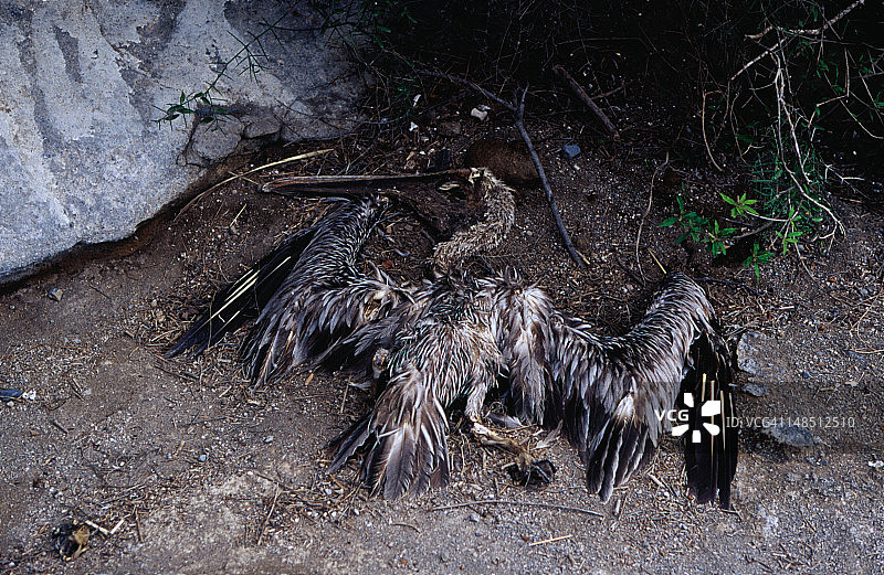 死亡棕色鹈鹕图片素材