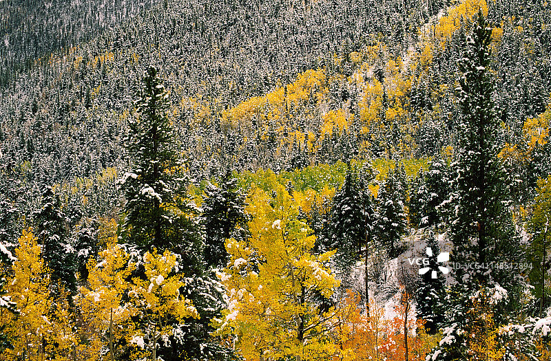 被雪覆盖的树木图片素材
