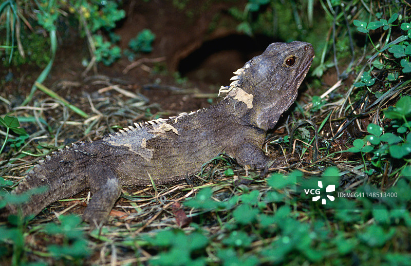 中生代爬行动物遗存：图阿塔拉图片素材