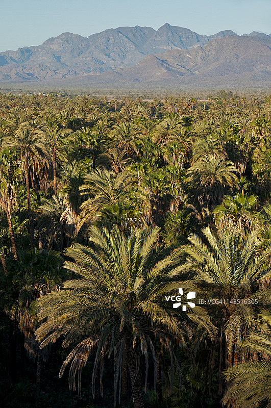 枣椰树种植园图片素材
