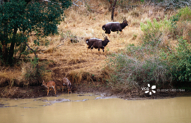 尼亚拉羚羊在水坑旁图片素材