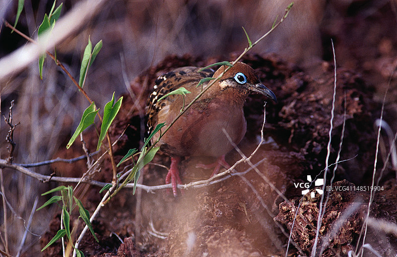 加拉帕戈斯鸠图片素材