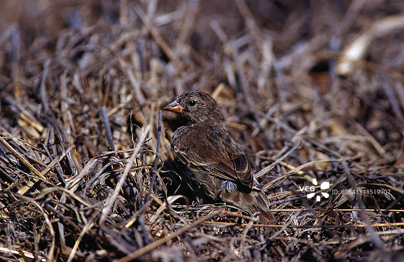 小地雀图片素材