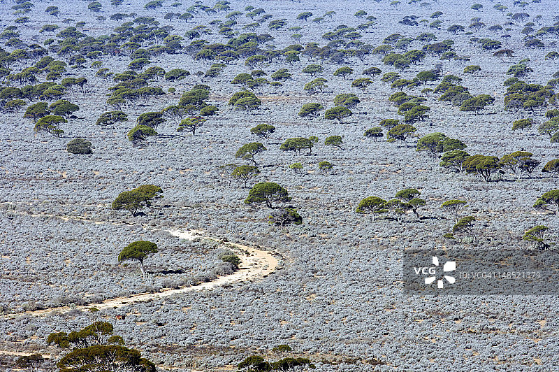 艾尔高速公路旁的桉树和盐土灌木图片素材