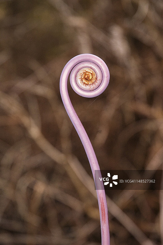 蕨类植物尖图片素材