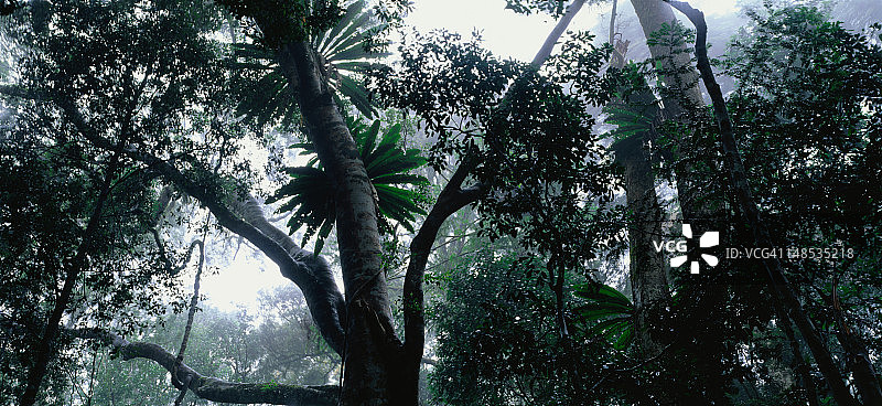 热带雨林中的树木图片素材