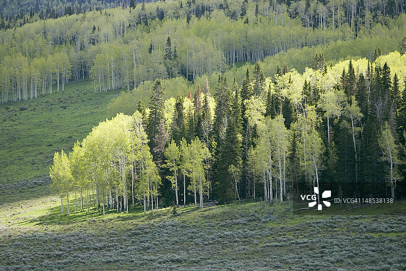 白杨树和松树图片素材