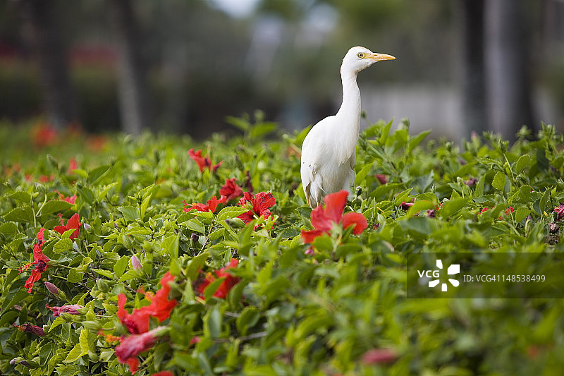 考波附近芙蓉树篱上的白色鹭鸟图片素材