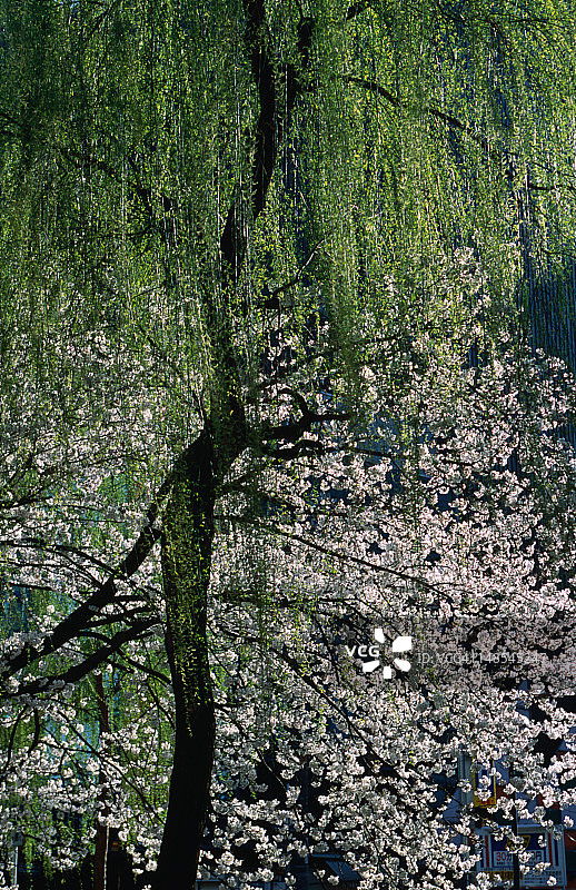 鸭川岸边的樱花与垂柳图片素材