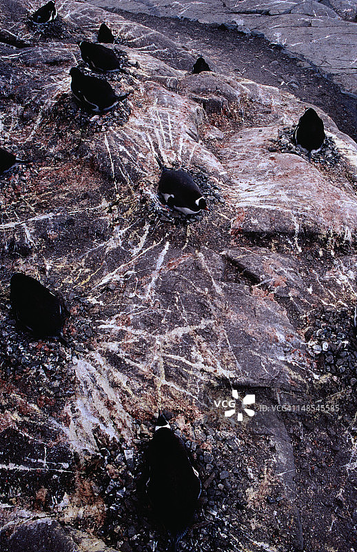 英国南极调查局A站外，洛克罗伊港的巴布亚企鹅栖息地图片素材