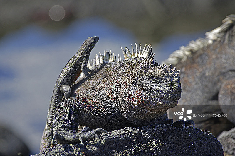 埃斯皮诺萨角的海鬣蜥与熔岩蜥蜴图片素材